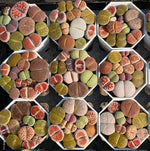 Lithops Spp - Living Stone Soil Song