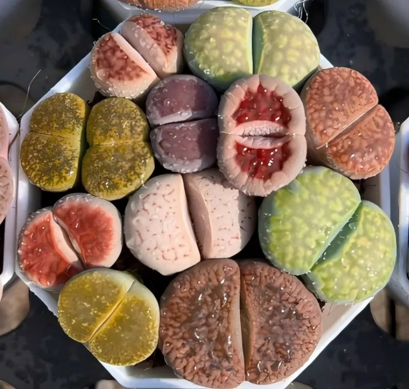 Lithops Spp - Living Stone Soil Song