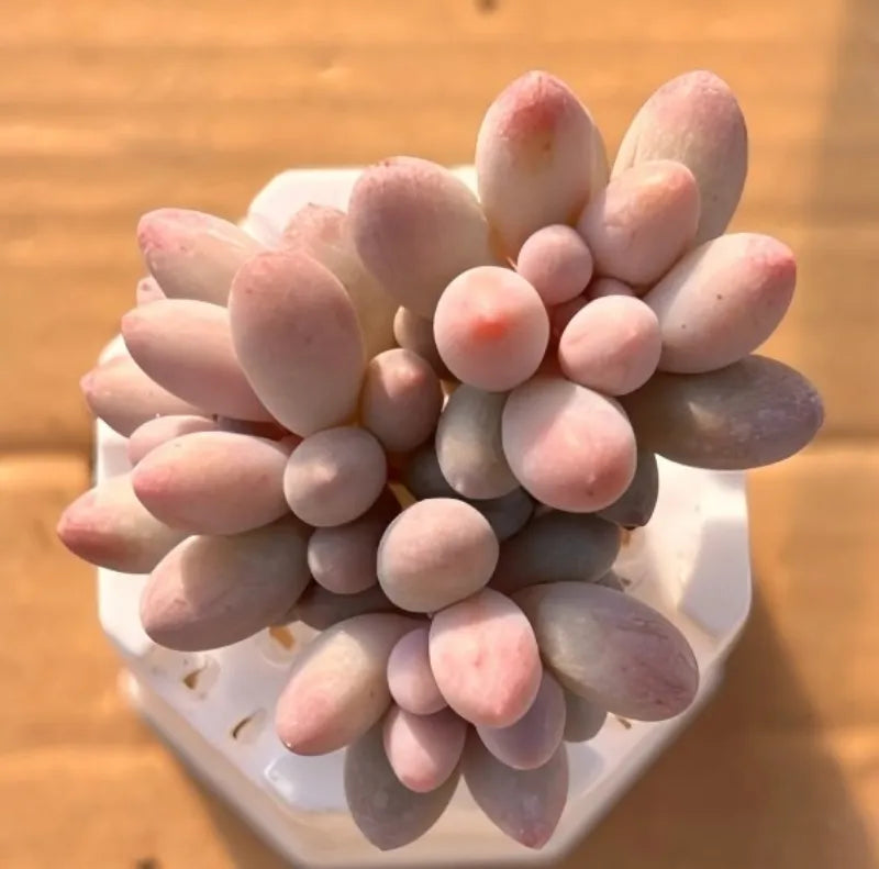 Succulent plant with pastel pink and purple rosette leaves in small white square pot