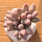Small white square pot with clustered pastel succulents, pink tips and pale purple leaves