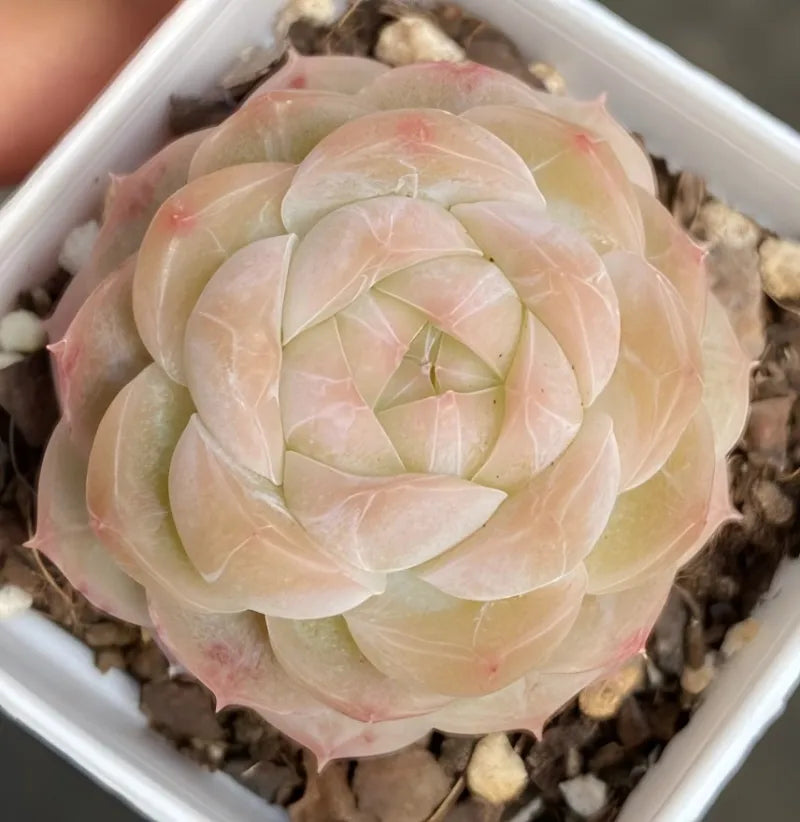 Pale pink succulent rosette close-up in white square pot with gravel soil