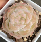 Pale pink succulent rosette close-up in white square pot with gravel soil