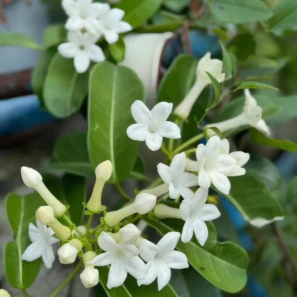 Madagascar Jasmine