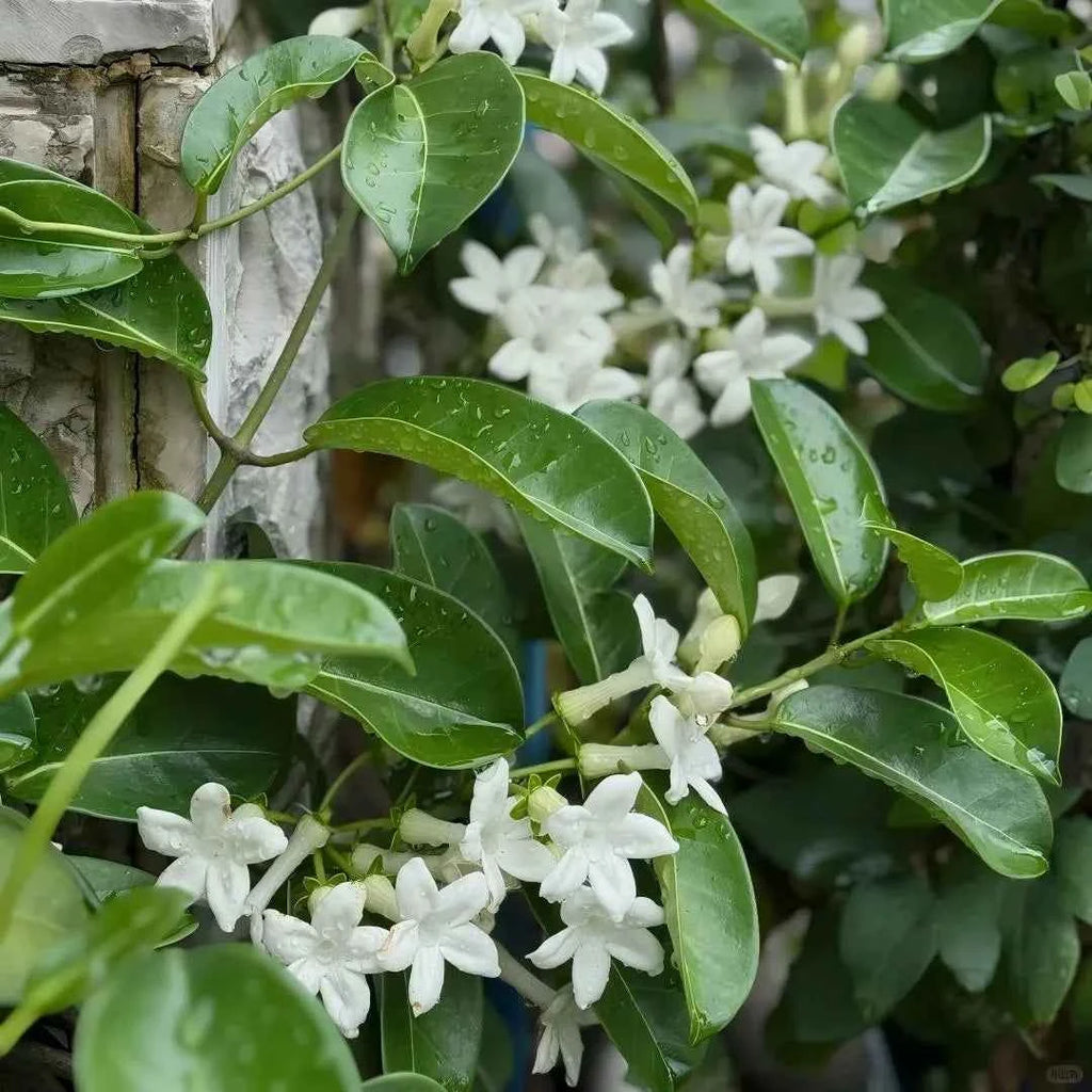 Madagascar Jasmine