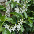 Madagascar Jasmine
