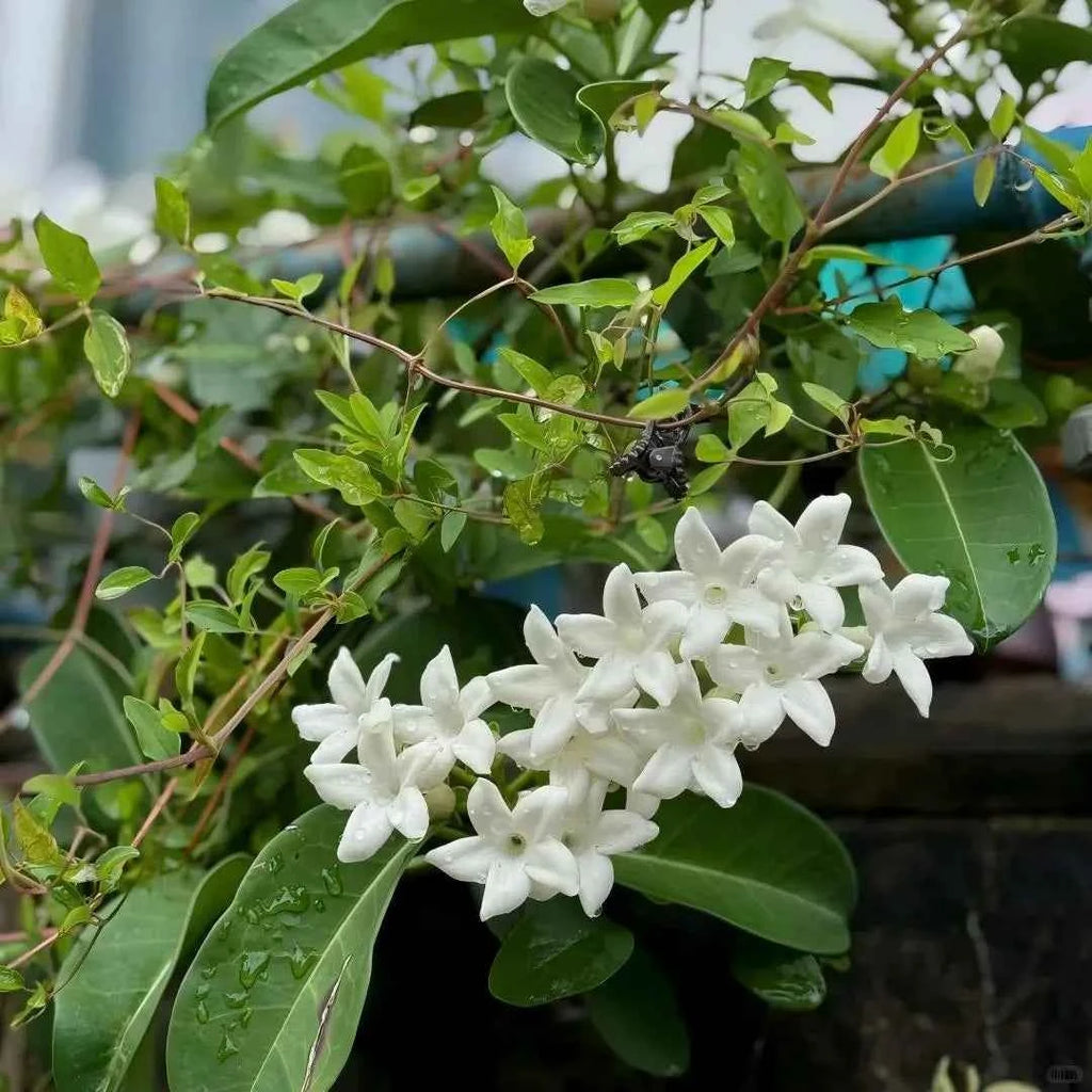 Madagascar Jasmine