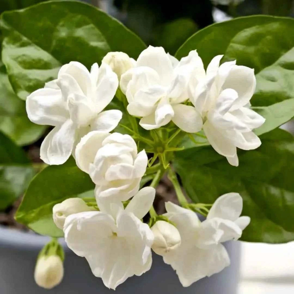 Maid of Orleans Jasmine