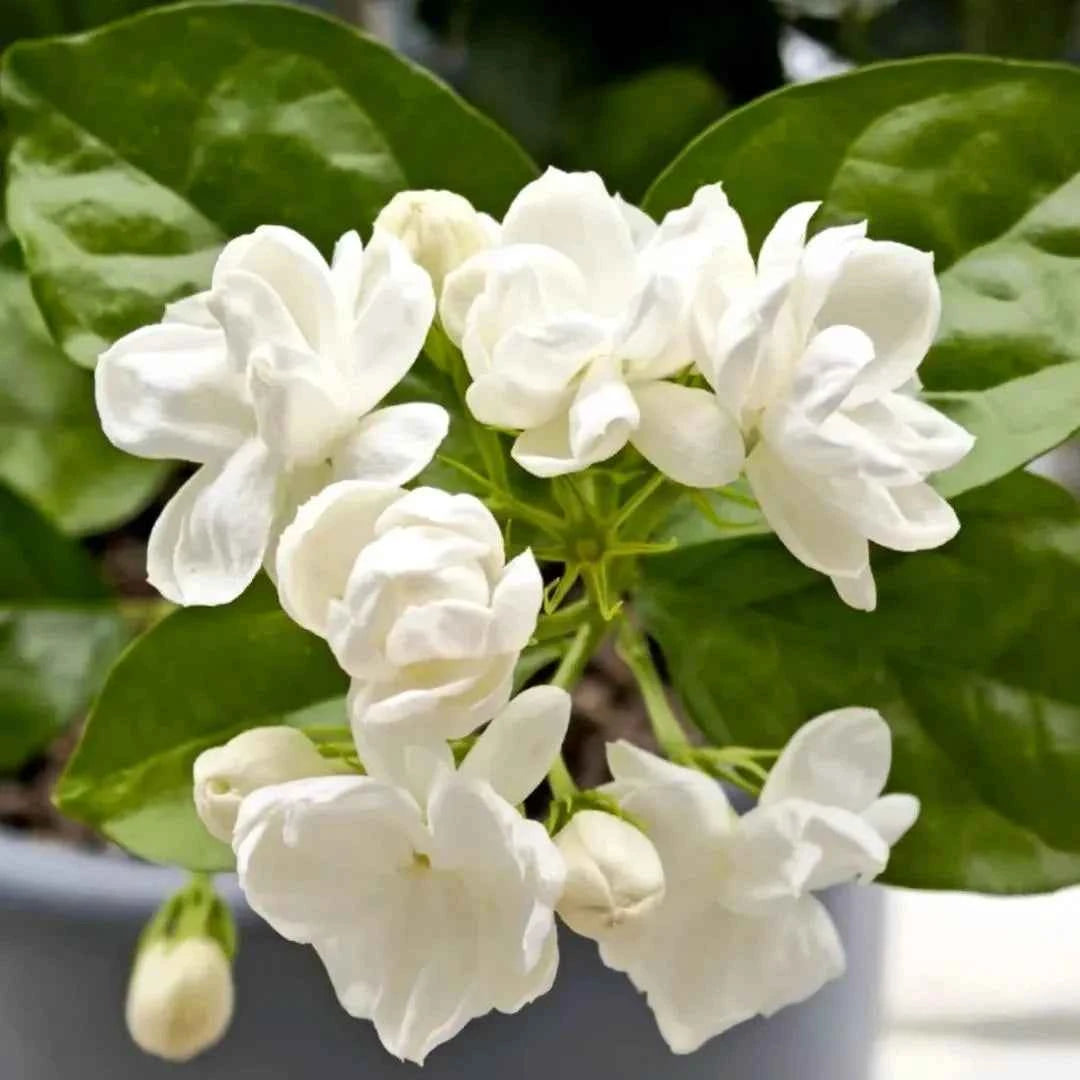 Maid of Orleans Jasmine