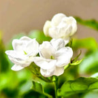 Maid of Orleans Jasmine