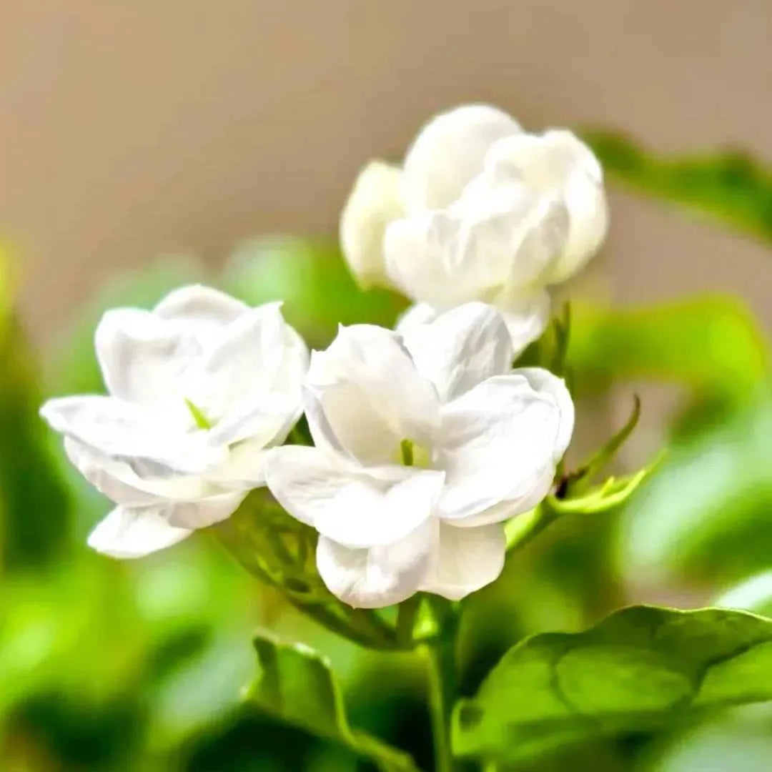 Maid of Orleans Jasmine