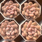 Manta Queen 2-inch pot succulents, pink and peach, hexagonal 4-pack arrangement