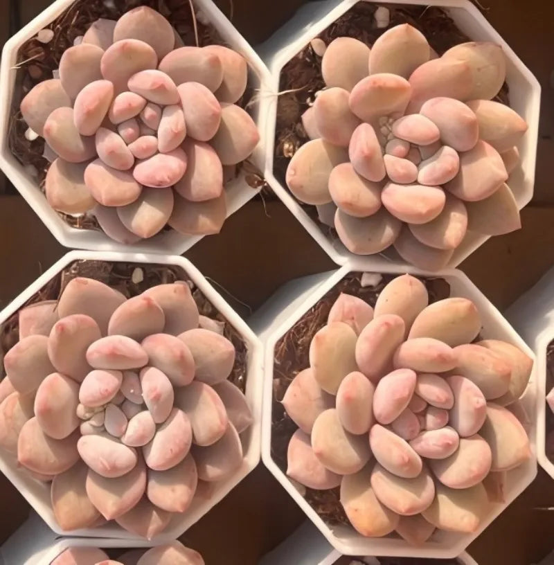 Manta Queen 2-inch pot succulents, pink and peach, hexagonal 4-pack arrangement