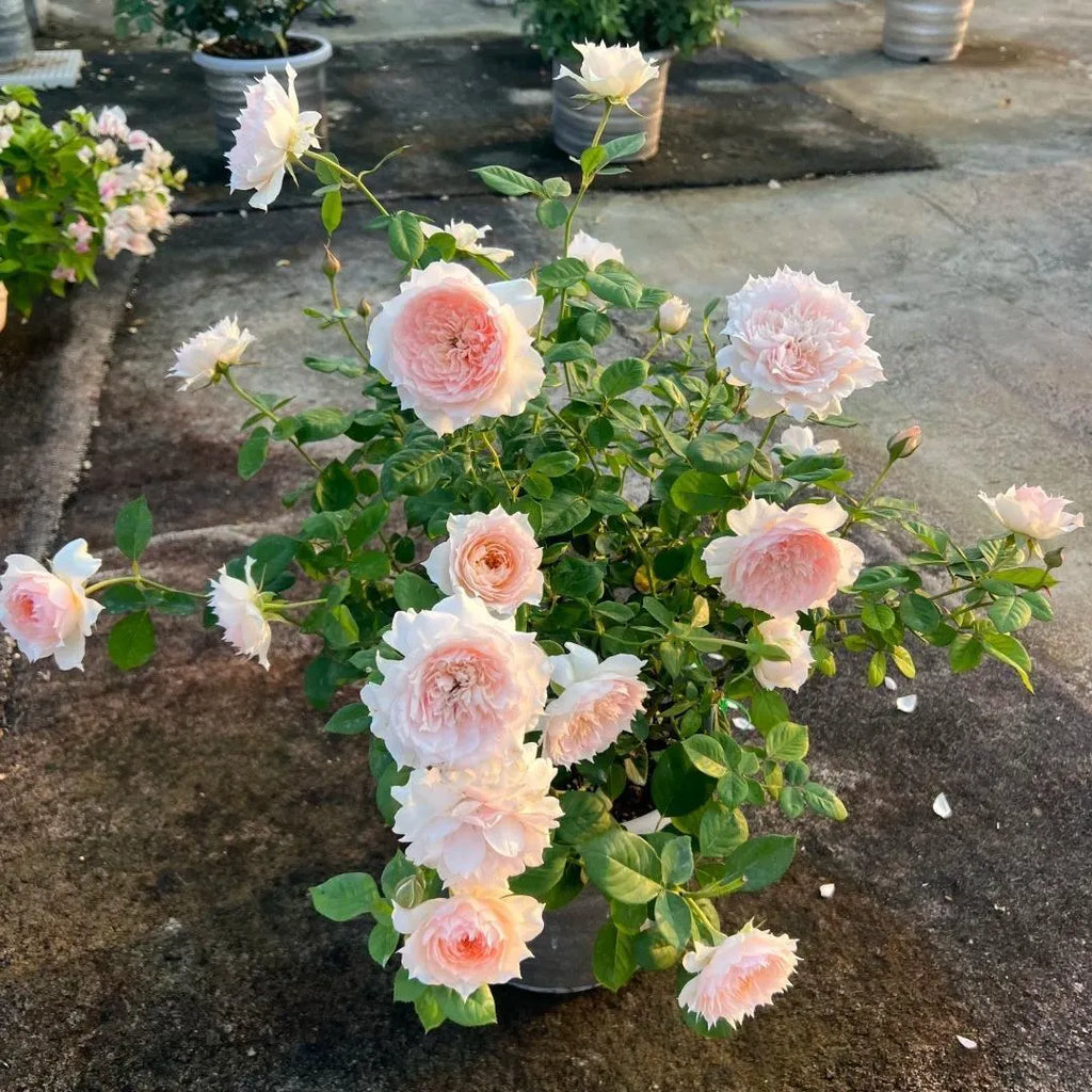 Monica David Rose Soil Song