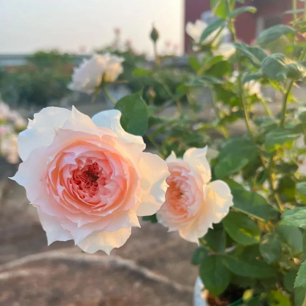 Monica David Rose Soil Song