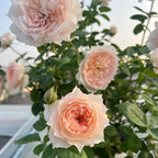 Monica David Rose Soil Song