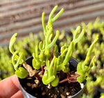 Monilaria Obconica Soil Song