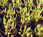 Monilaria obconica succulent tray with multiple pots, lime-green finger stems