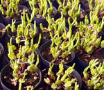 Monilaria Obconica Soil Song