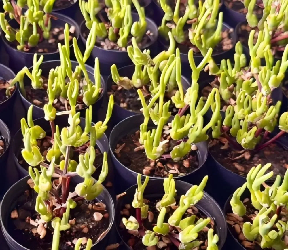 Monilaria Obconica Soil Song
