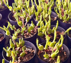 Monilaria obconica succulent in small pots, clusters of lime-green tubular stems