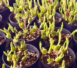 Monilaria Obconica Soil Song