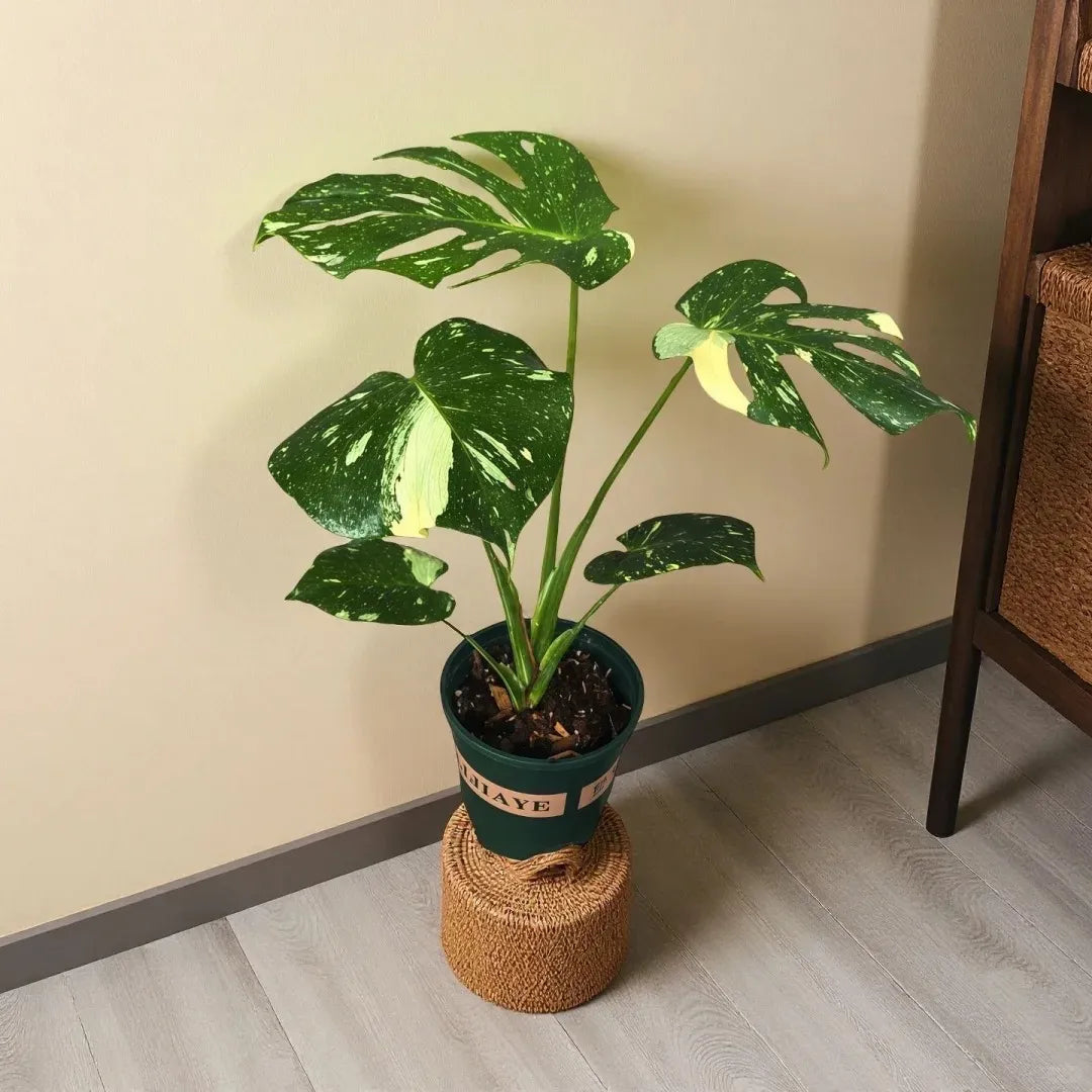 Monstera Thai Constellation Soil Song