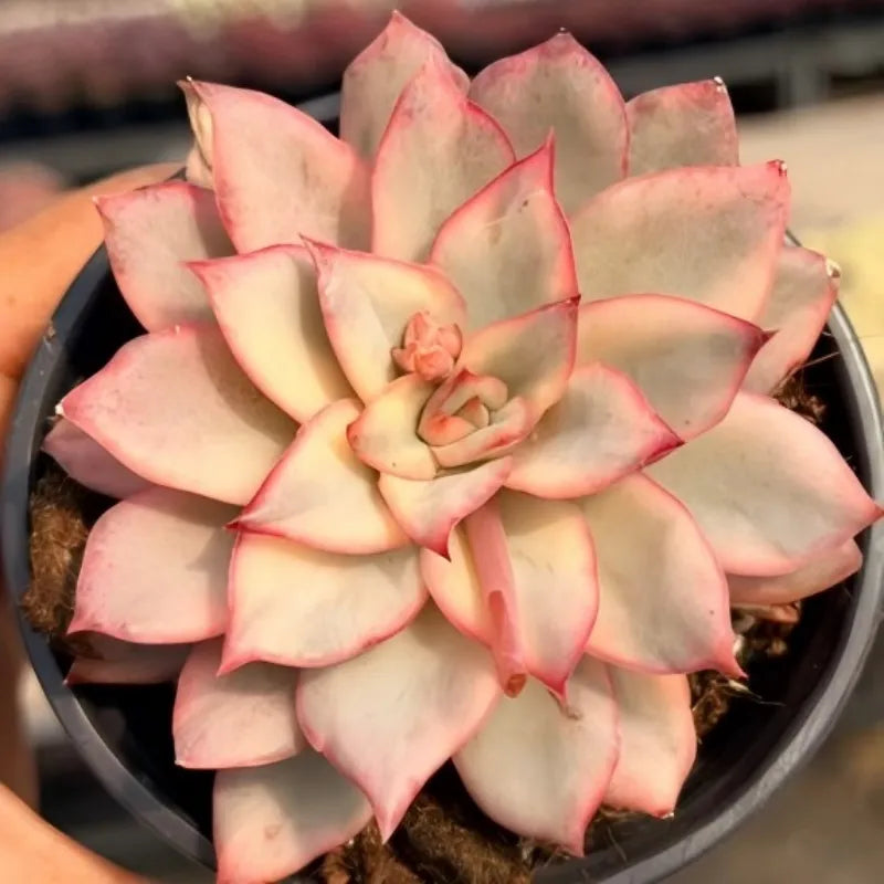 Variegated succulent rosette in a 3 in pot, peach and cream with pink tips