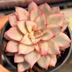 Variegated succulent rosette in a 3 in pot, cream centers with pink-edged petals