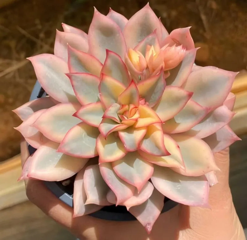 Variegated succulent rosette in a small black 4-inch pot, cream with pink edges