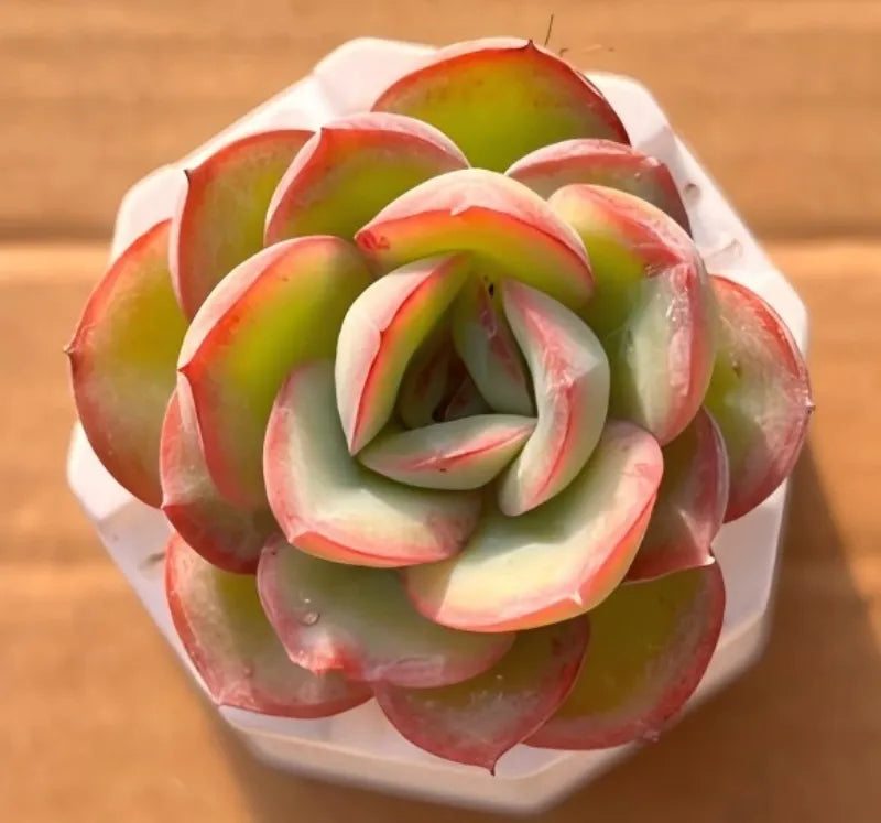 Succulent rosette in small white pot, green leaves with pink-red tips