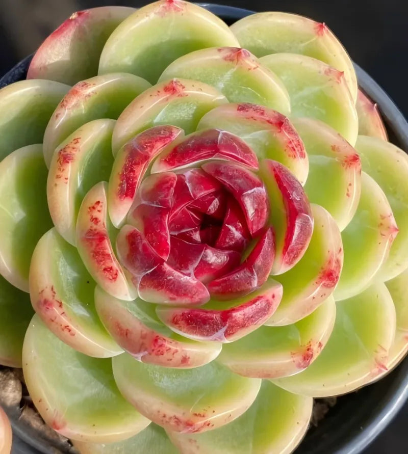 Succulent rosette in small pot, green leaves with red speckled edges