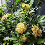 Orange Jasmine