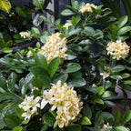 Orange Jasmine