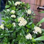Orange Jasmine