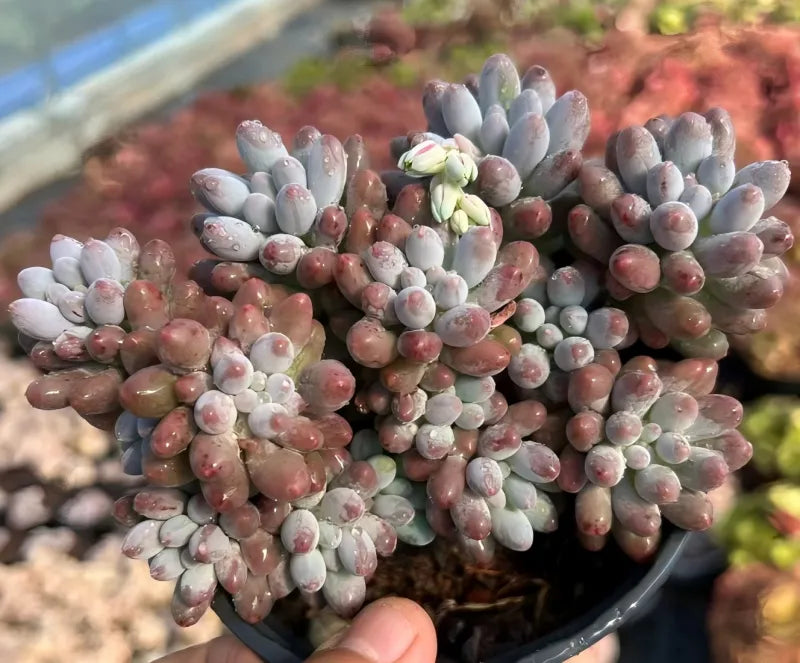 Pachyphytum Baby Finger Soil Song