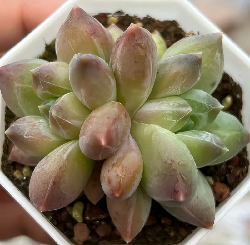 Pachyphytum Compactum Soil Song