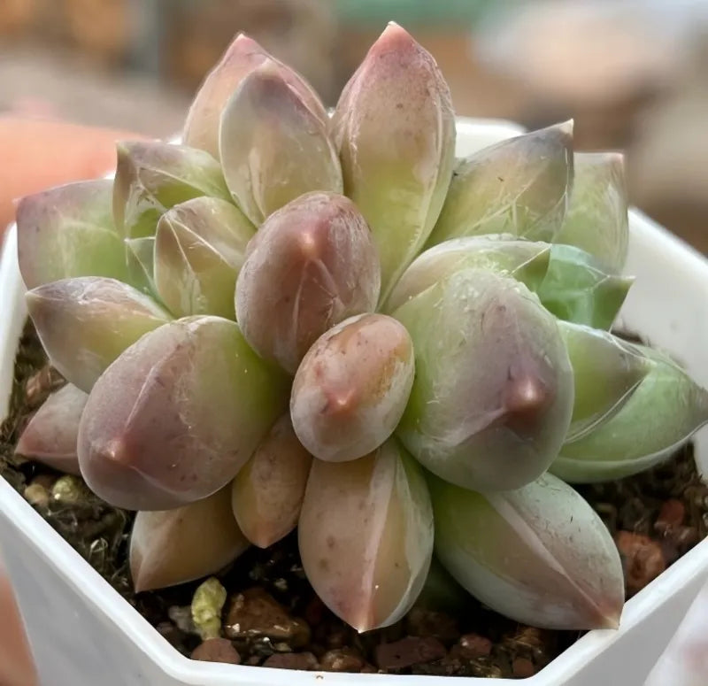 Succulent rosette in white pot, thick green leaves with pink mottled tips