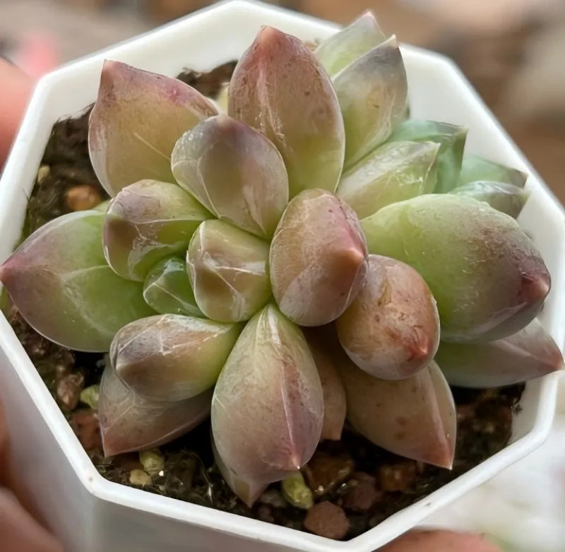 Succulent plant in white pot, rosette of green leaves with pink-tinged tips