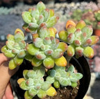 Apple cheese succulent in black pot, rosette clusters with green and yellow leaves