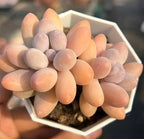 Echeveria Pink Lover succulent in hex pot with peach, pink, and lilac rosettes
