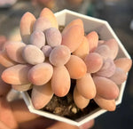 Echeveria Pink Lover Soil Song