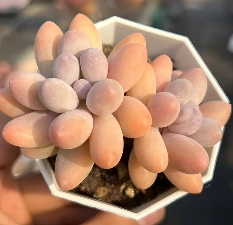 Echeveria Pink Lover Soil Song