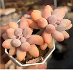 Echeveria Pink Lover Soil Song