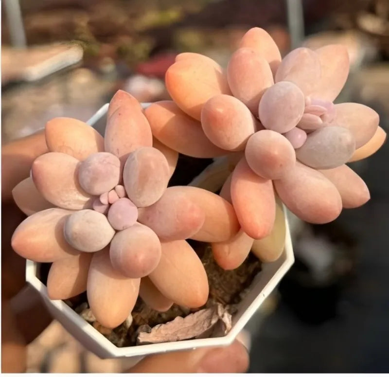 Echeveria Pink Lover succulent with pastel peach and lavender rosette leaves