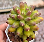 Succulent plant rosette in small white pot, bright green leaves with pink blush