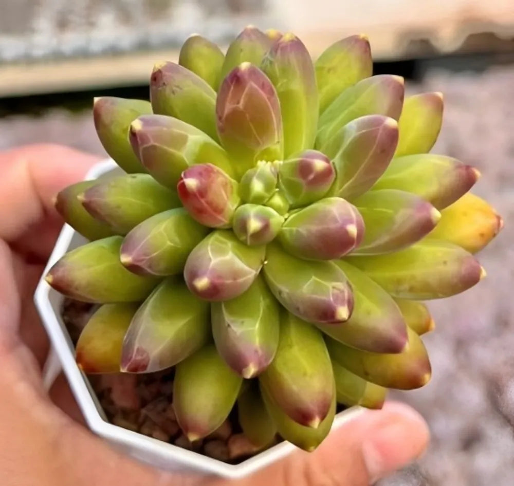 Succulent plant rosette in white pot, green leaves with magenta-pink speckled tips