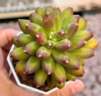 Succulent plant rosette in white pot, green leaves with magenta-pink speckled tips