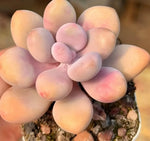 Pachyphytum Oviferum Soil Song