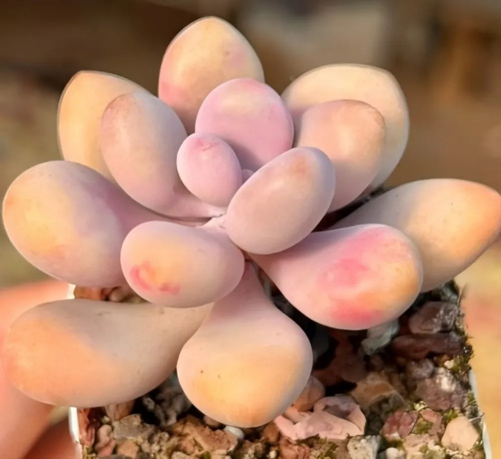 Pachyphytum oviferum succulent with pastel pink and peach oval leaves in a pot