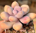 Pachyphytum oviferum succulent with pastel pink and peach oval leaves in a pot